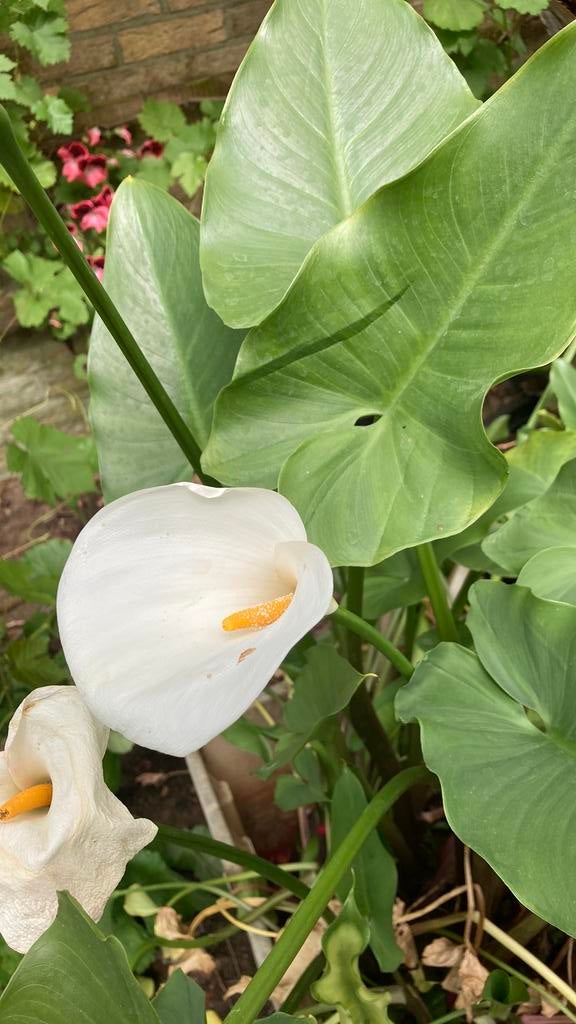 Aronskelk. Zantedeschia, Ophalen of Verzenden, Halfschaduw