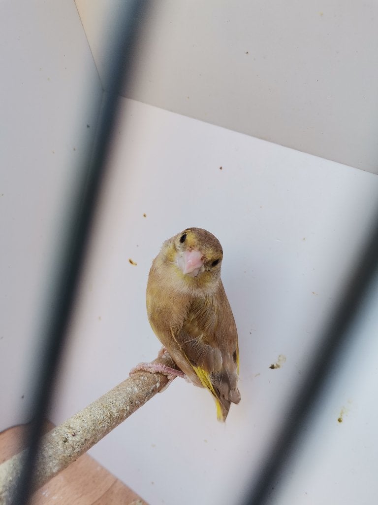 Chinese groenling mutatie te koop, Dieren en Toebehoren, Vrouwelijk, Wildzangvogel, Geringd