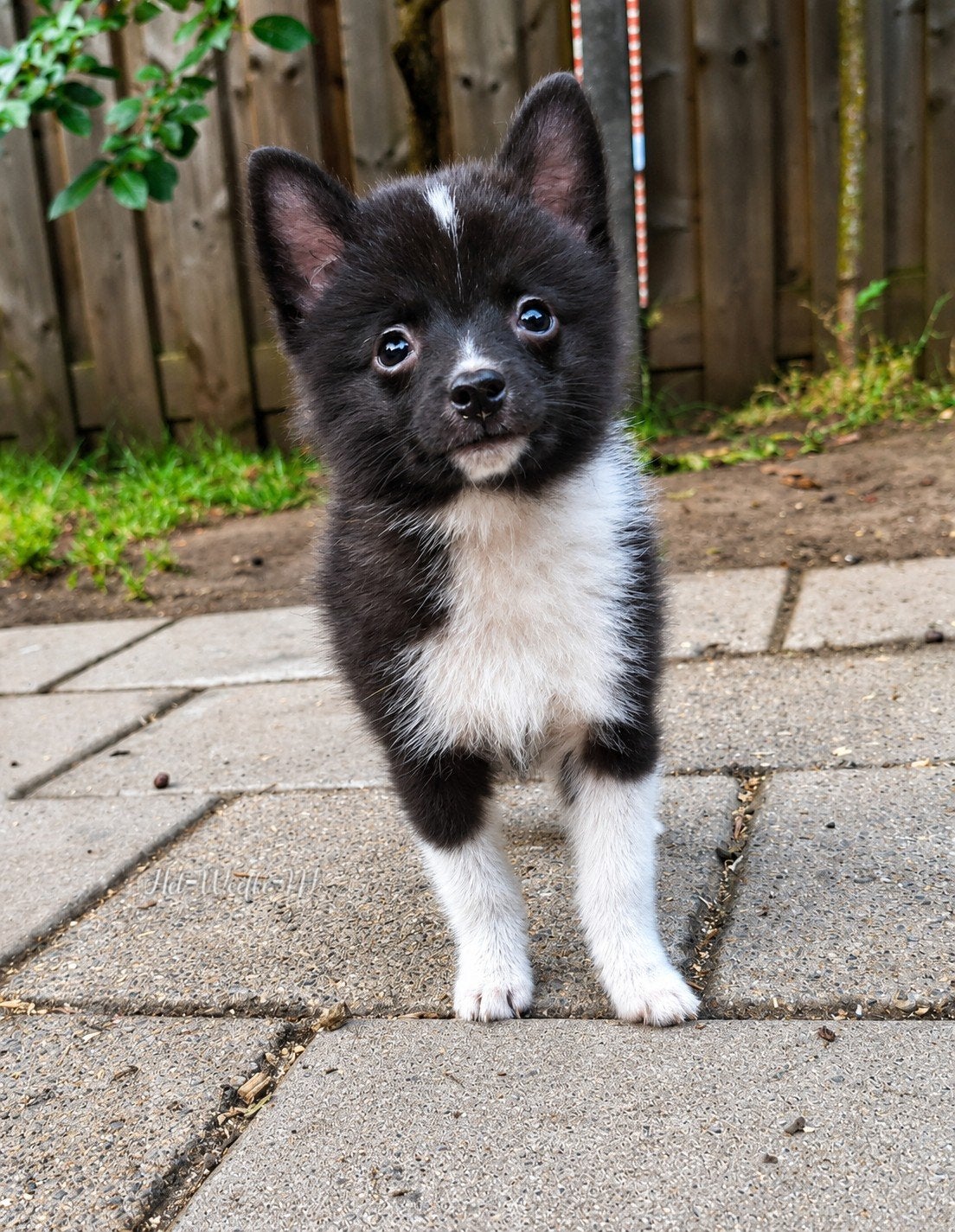 Pomsky pup (10weken) 💙Futs, Dieren en Toebehoren, Parvo, Nederland, 8 tot 15 weken, Eén hond