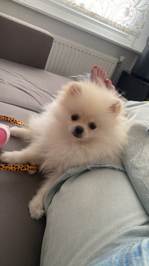 Pomorski, Dieren en Toebehoren, Honden | Poolhonden, Keeshonden en Oertypen, Keeshond, Reu, 8 tot 15 weken, Parvo