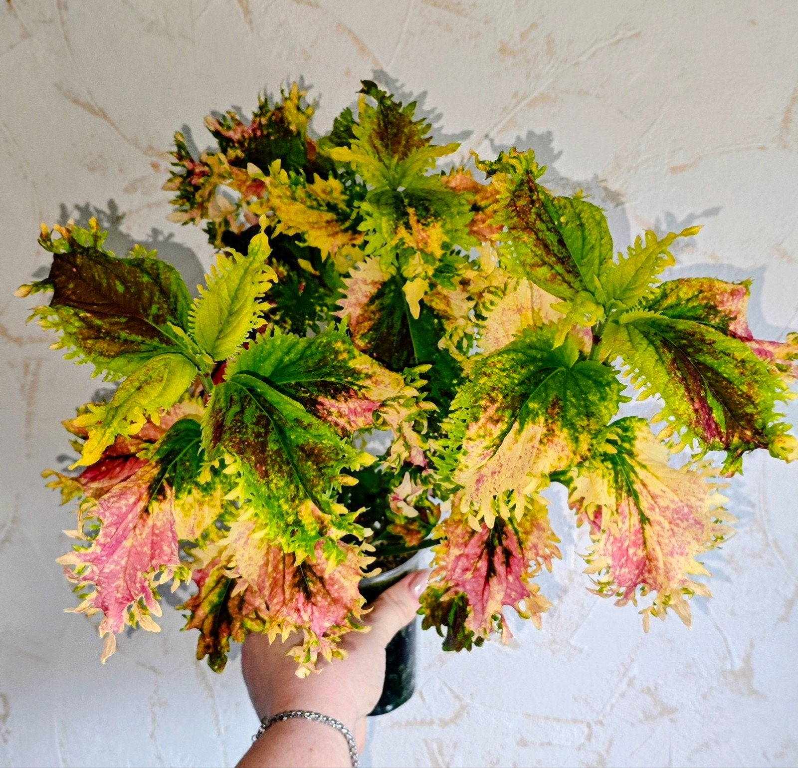 Zeldzame Coleus Siernetel Plant, Ophalen, Halfschaduw, Minder dan 100 cm