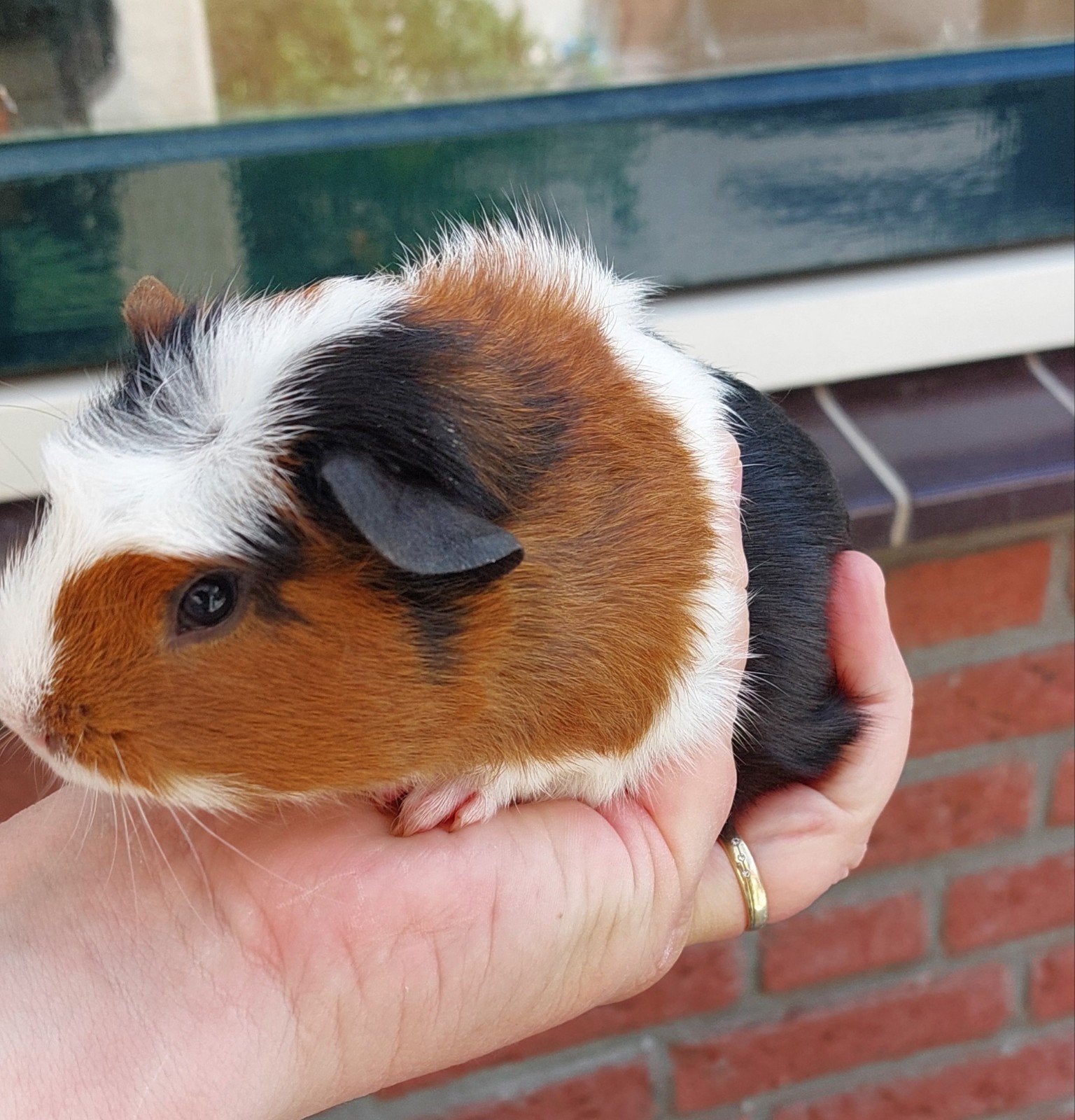 4 leuke  jonge  cavia beertjes, Mei, Mannelijk, Cavia