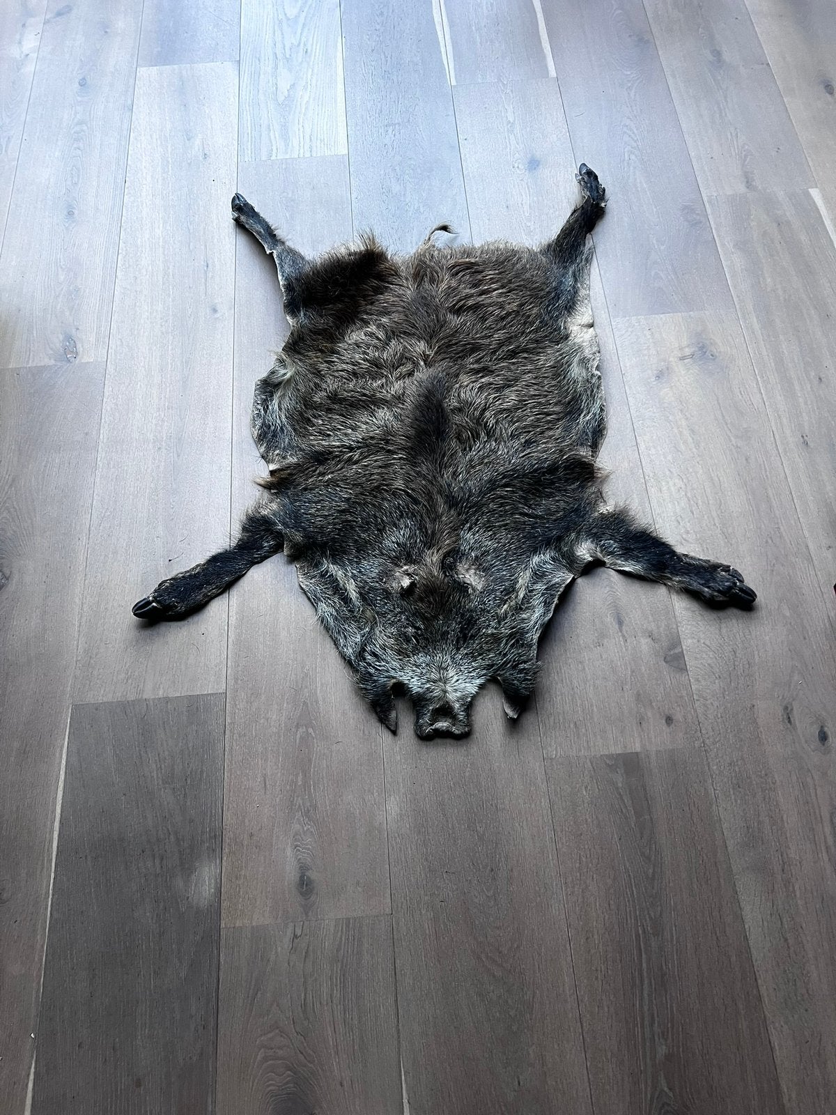 Een hele mooie complete wildzwijn huid met hoeven+kop, Ophalen of Verzenden
