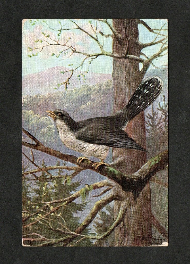 Koekoek op een tak Cuculus Canorus., Verzamelen, Ophalen of Verzenden, 1920 tot 1940, Gelopen, Vogel