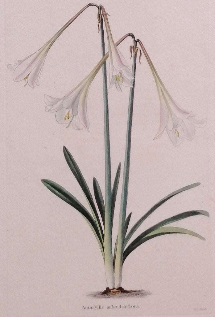 Amaryllis Solandraeflora - Handgekleurde kopergravure, 1800 - 1899, Ophalen of Verzenden, Gravure, Flora en Fauna