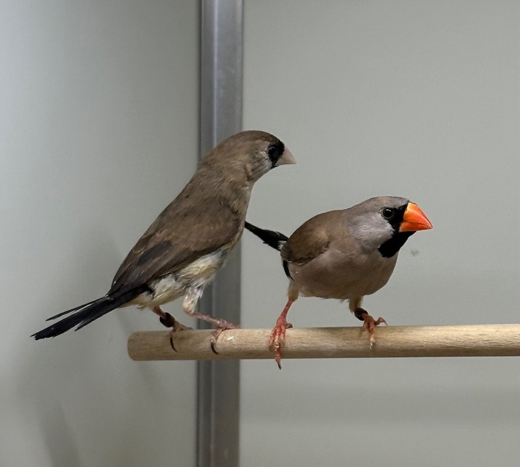 Maskeramadines kruisingen, Dieren en Toebehoren, Vogels | Overige Vogels, Meerdere dieren, Wildzangvogel