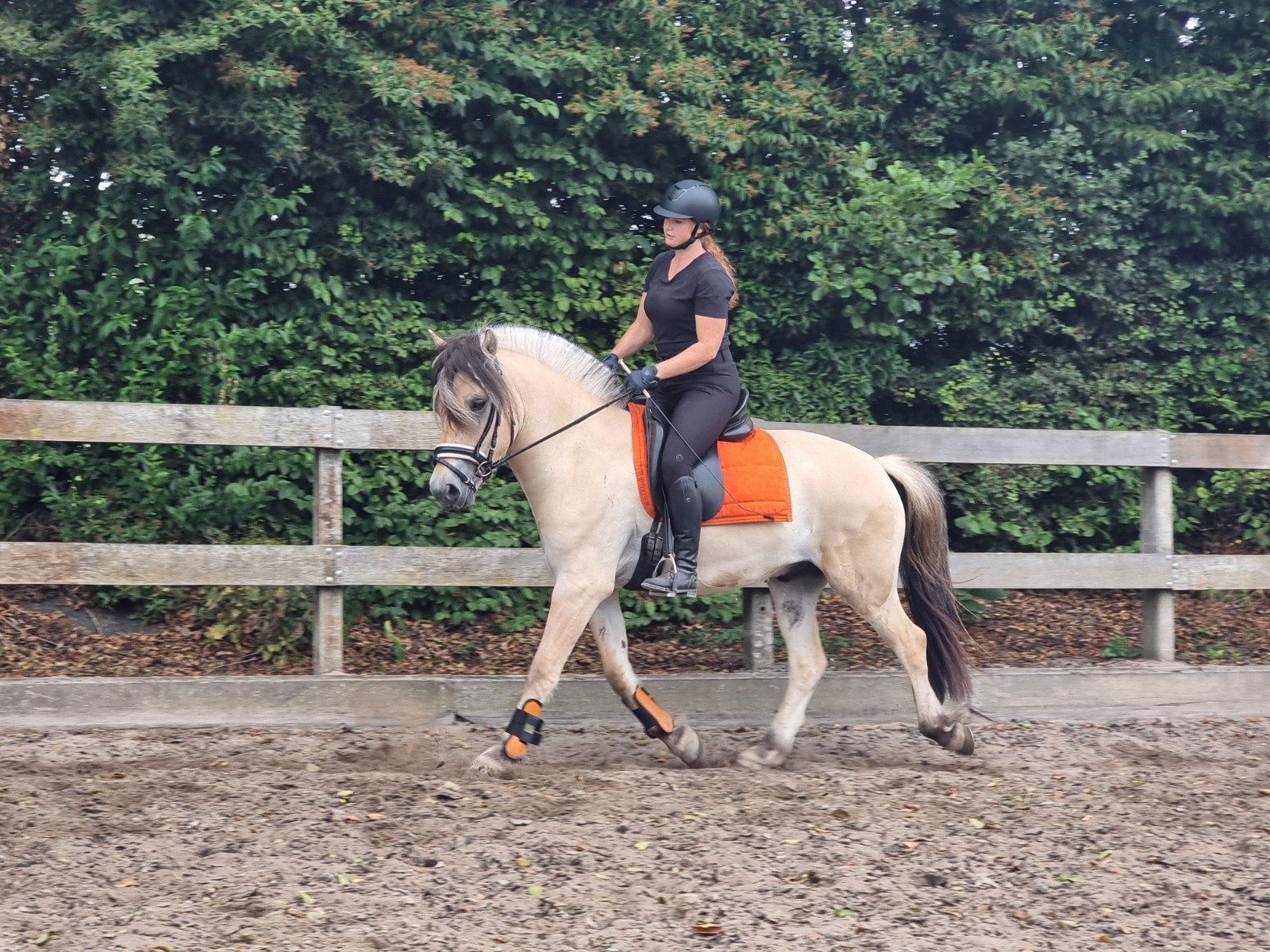 Stoere gereden en licht betuigde grote fjord!, Ruin, E pony (1.48m - 1.57m), Met stamboom, 3 tot 6 jaar