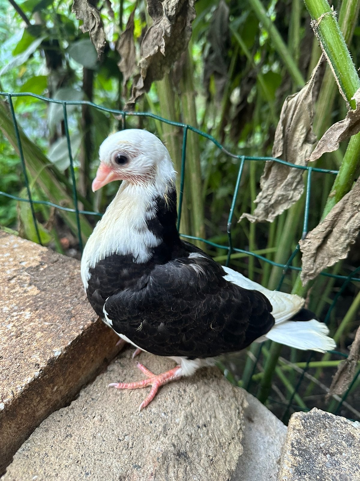 Vogels duiven, Meerdere dieren, Postduif