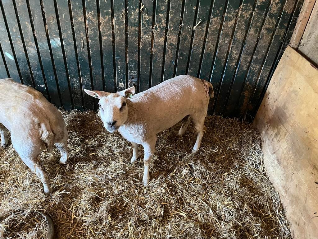 2 mooie stamboek texelaar ooien, Vrouwelijk, Schaap