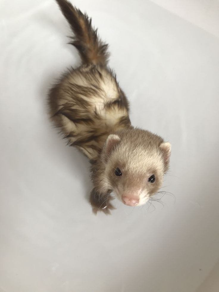 Gezocht! Micro fret moertje, Dieren en Toebehoren, Januari, Vrouwelijk