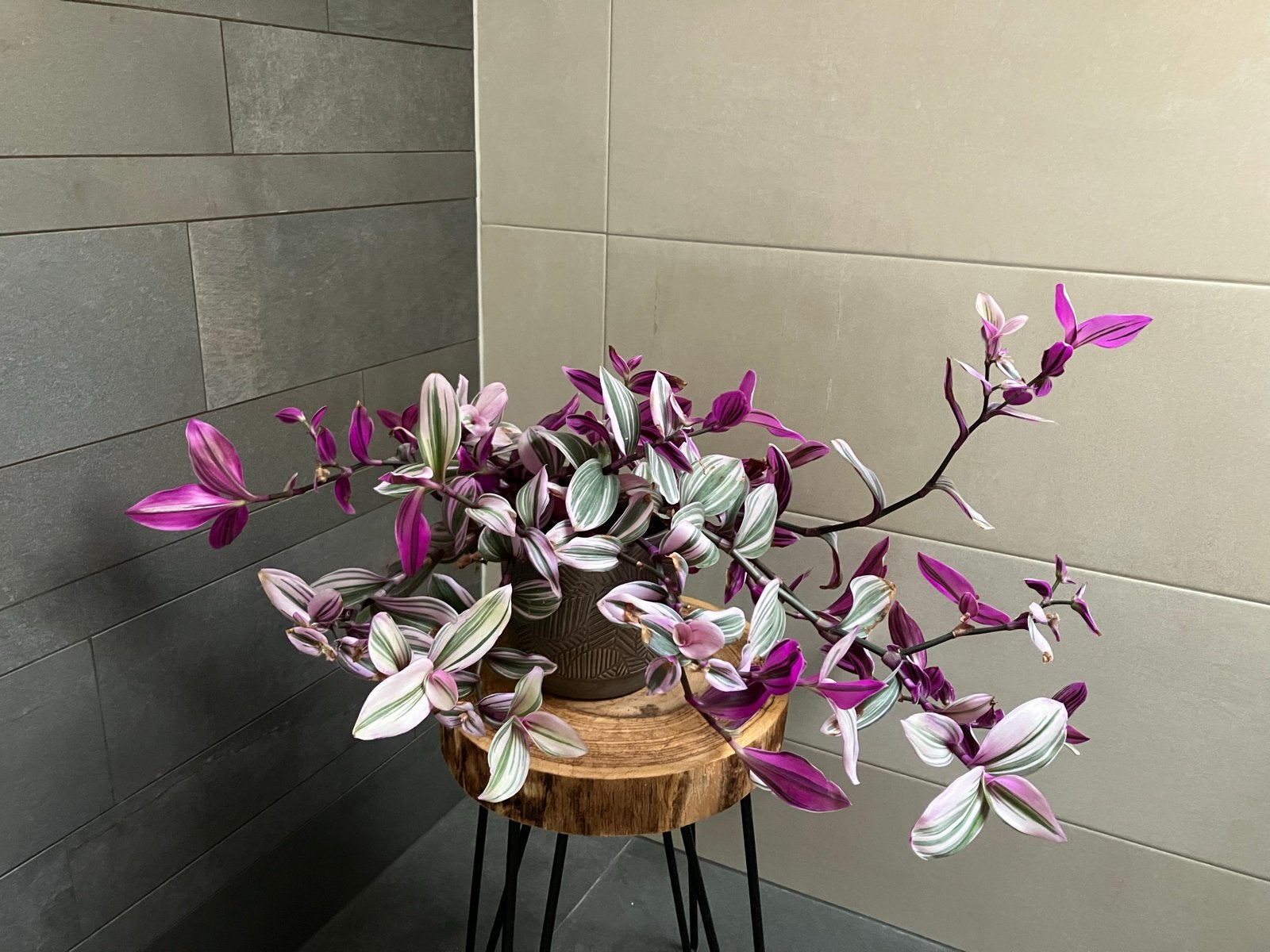 Tradescantia Zebrina - Prachtige Kamerplant, Huis en Inrichting, Ophalen, Overige soorten, Halfschaduw, In pot