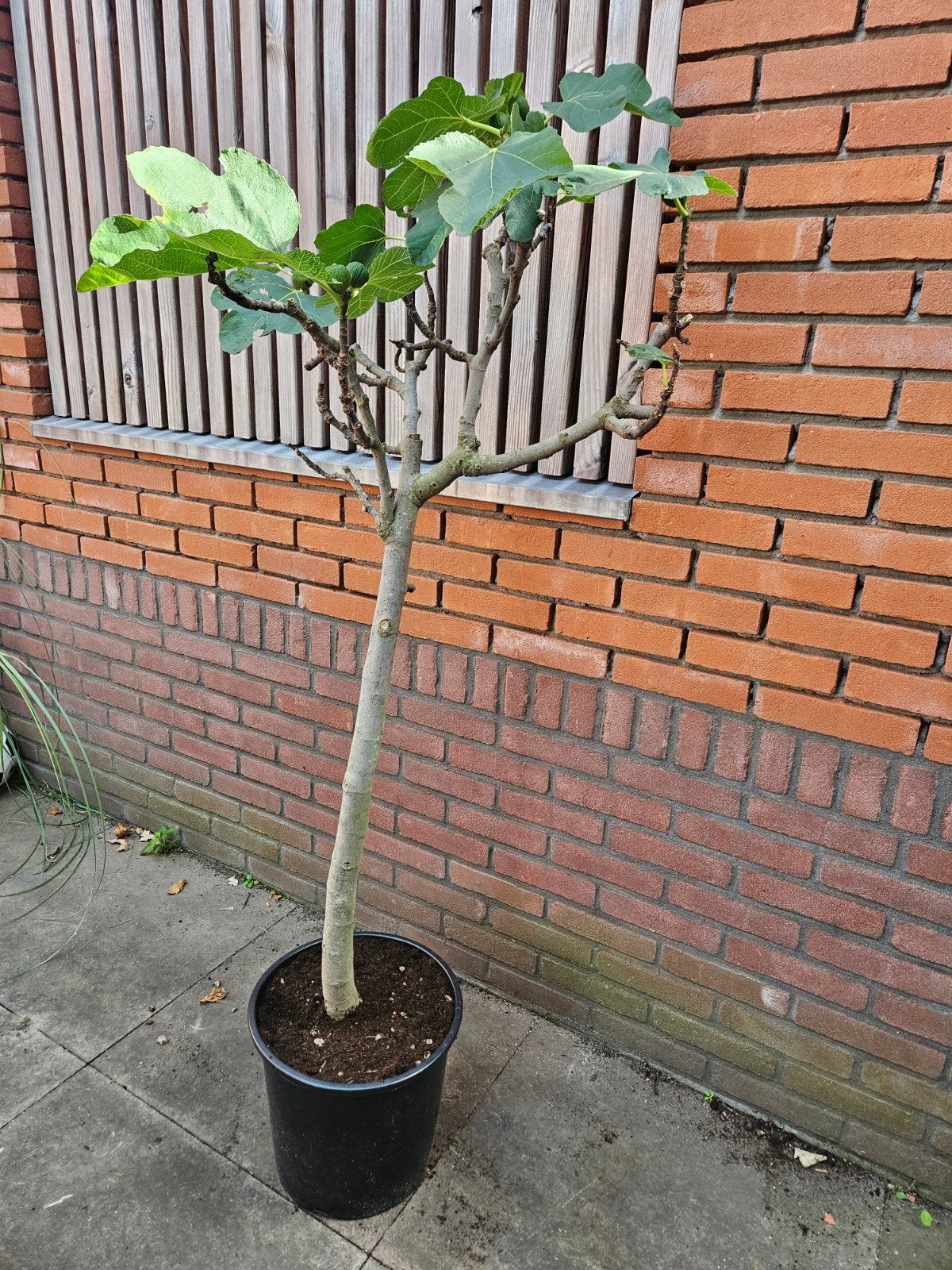 Vijgenbomen 4 maten 120 - 150 - 170 - 190, Ophalen of Verzenden, Zomer, Volle zon, Overige soorten