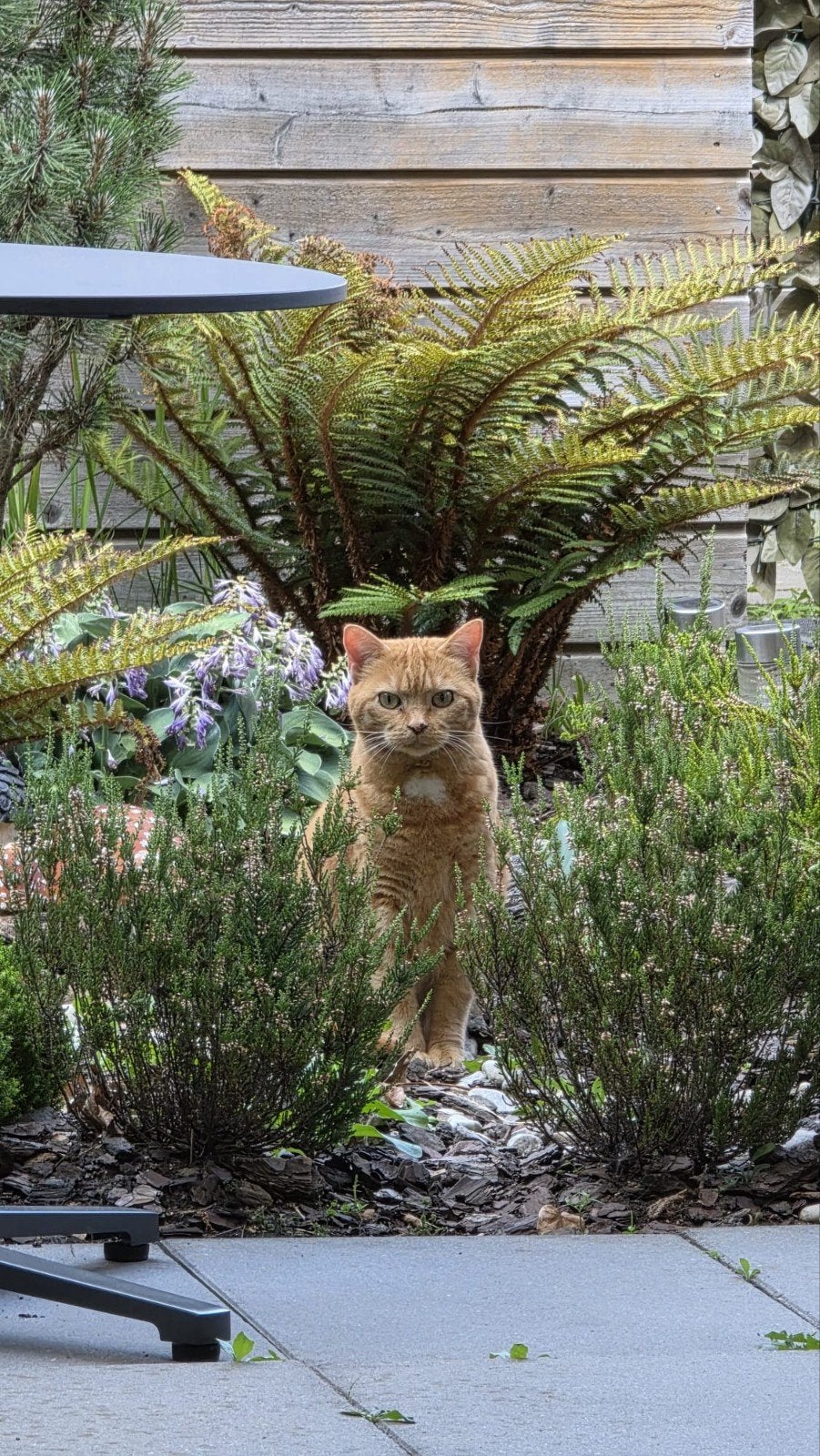 Lieve rode poes, Dieren en Toebehoren, Poes, Kortharig, 6 jaar of ouder
