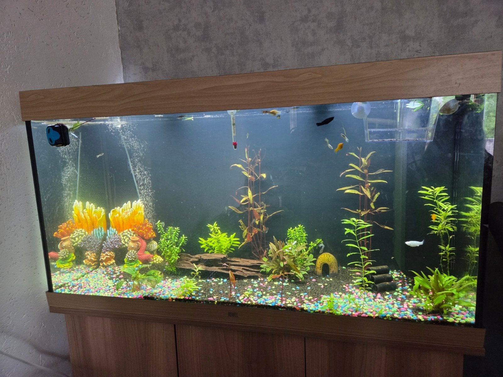 Juwel Rio 350 Liter, Dieren en Toebehoren, Ophalen, Gebruikt, Gevuld zoetwateraquarium, Juwel