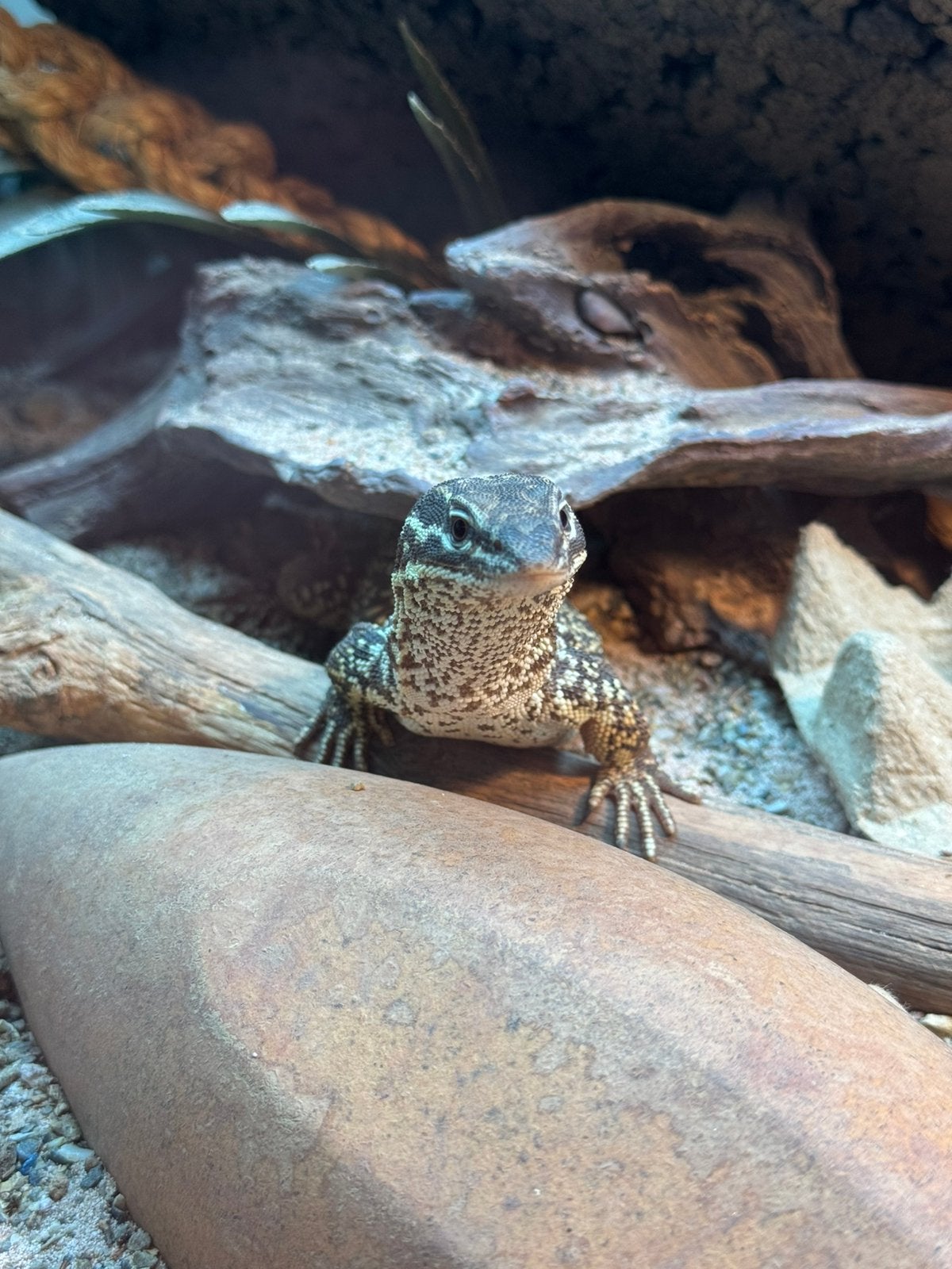 Stekelstaartvaraan - varanus acanthurus, Dieren en Toebehoren, Reptielen en Amfibieën, Tam