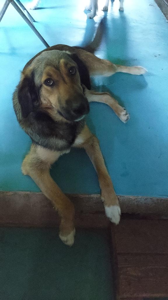Sabien is ter adoptie!, Dieren en Toebehoren, Honden | Niet-rashonden, Handelaar, 1 tot 2 jaar, Buitenland, Teef