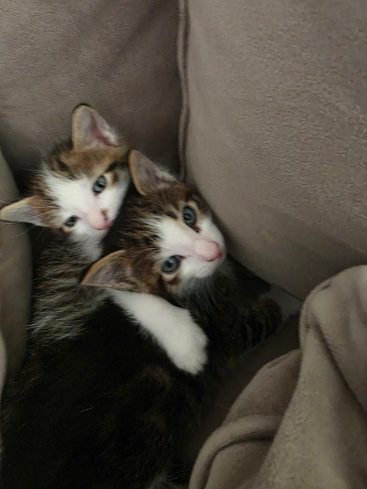 Kittens