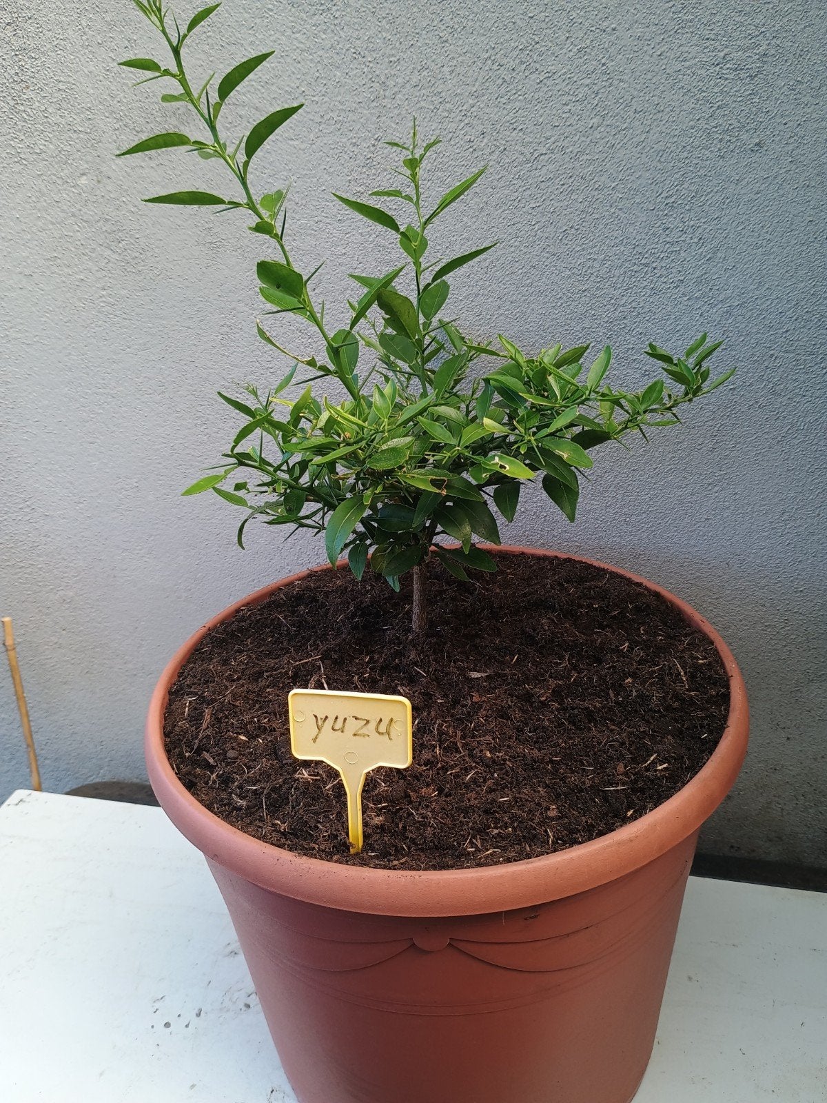 te koop een Yuzu Citrus boompje deze kan tot - 10 graden, Ophalen, Overige soorten, Volle zon