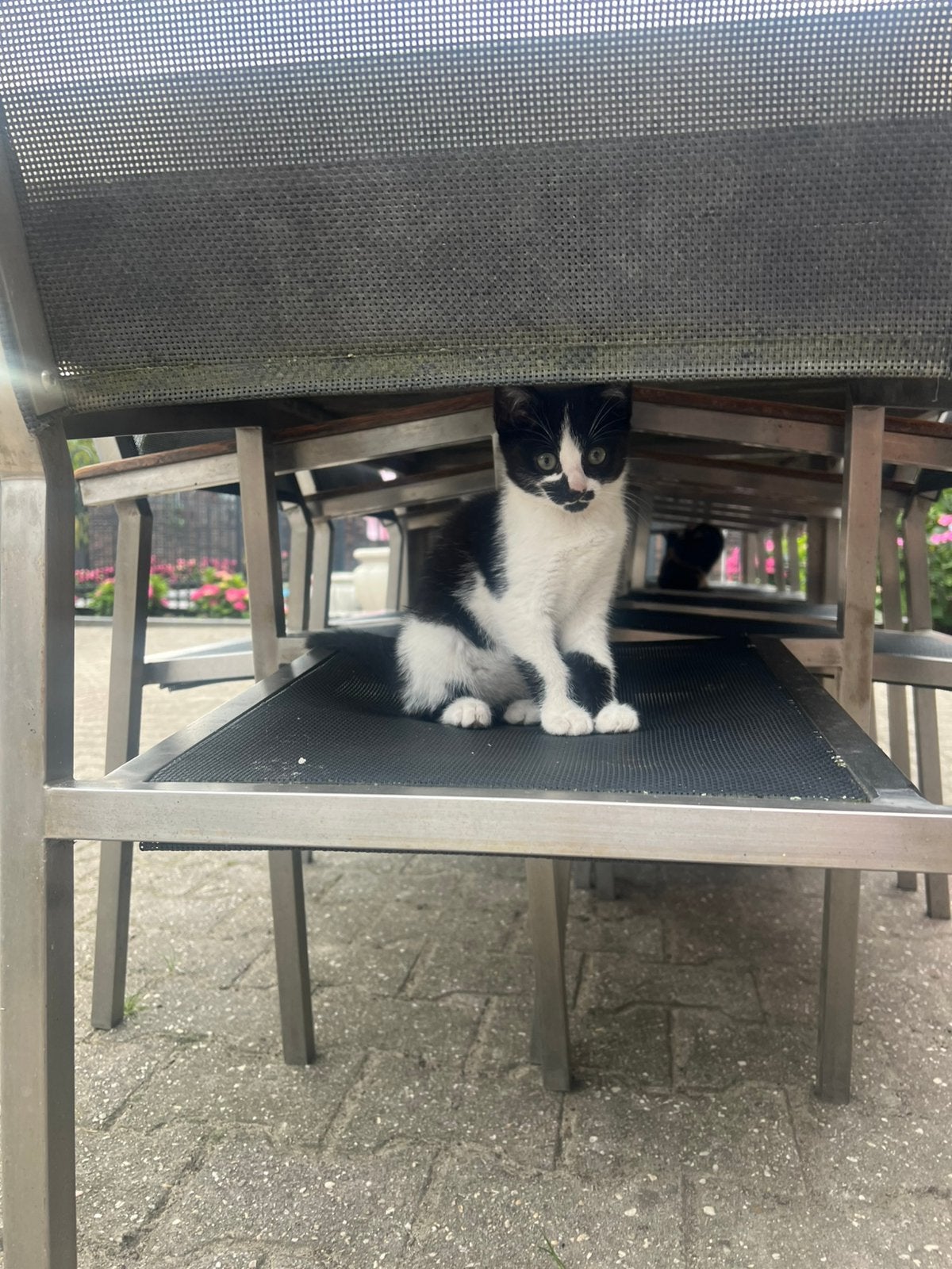 Kittens, Meerdere dieren, Kortharig, 0 tot 2 jaar