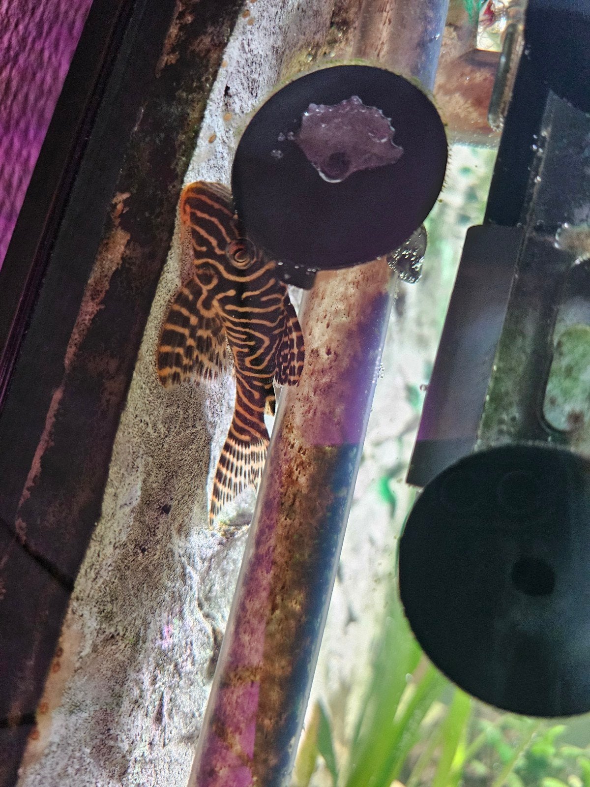 L397 Tiger Pleco