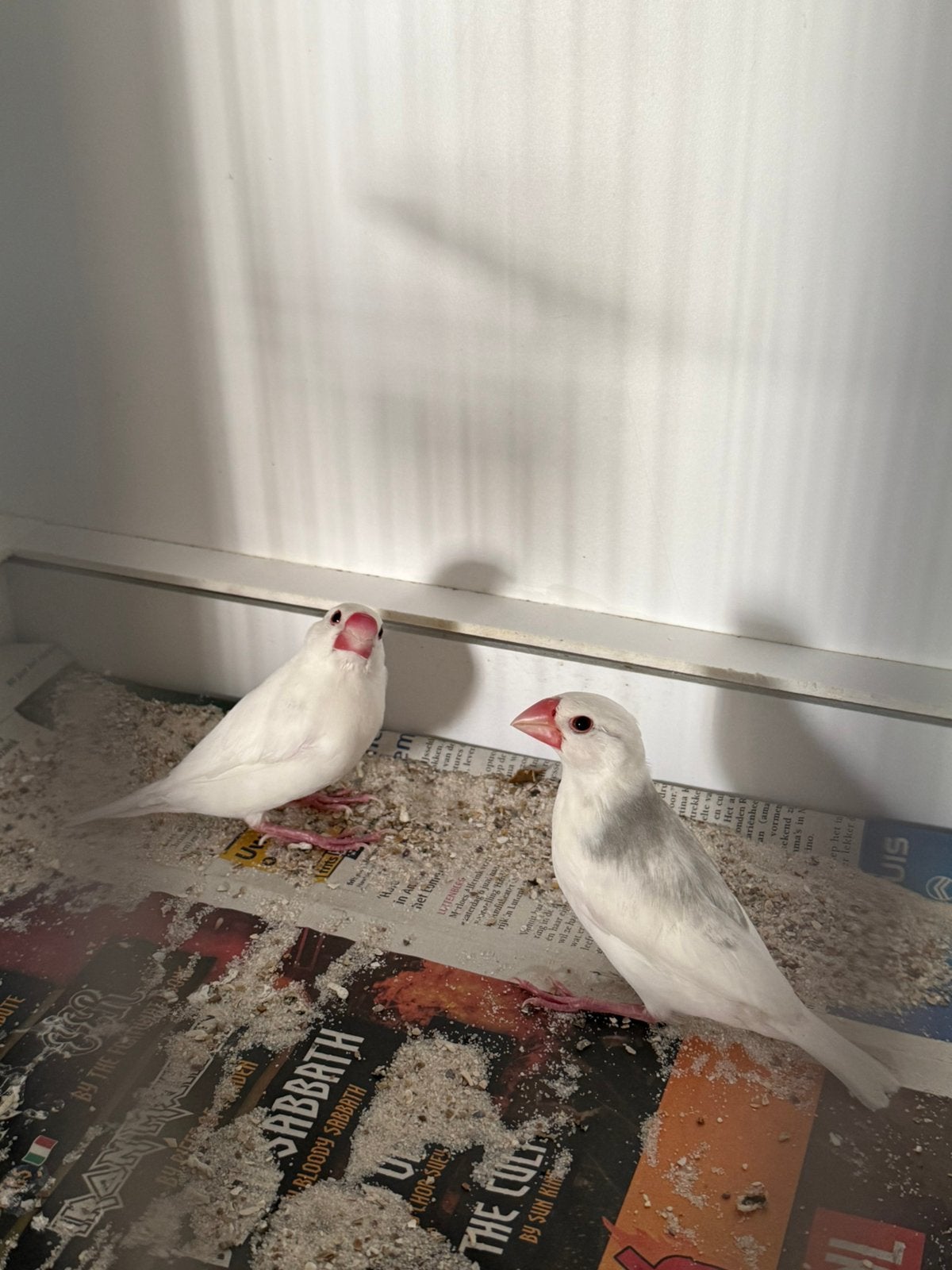Koppel rijstvogels te koo, Dieren en Toebehoren, Meerdere dieren