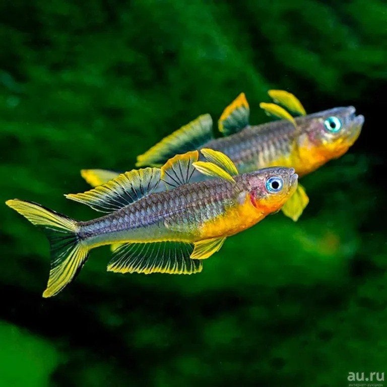 Pseudogumil Furcatus - Locatie Bilzen BE, Dieren en Toebehoren, Vis, Zoetwatervis, Schoolvis