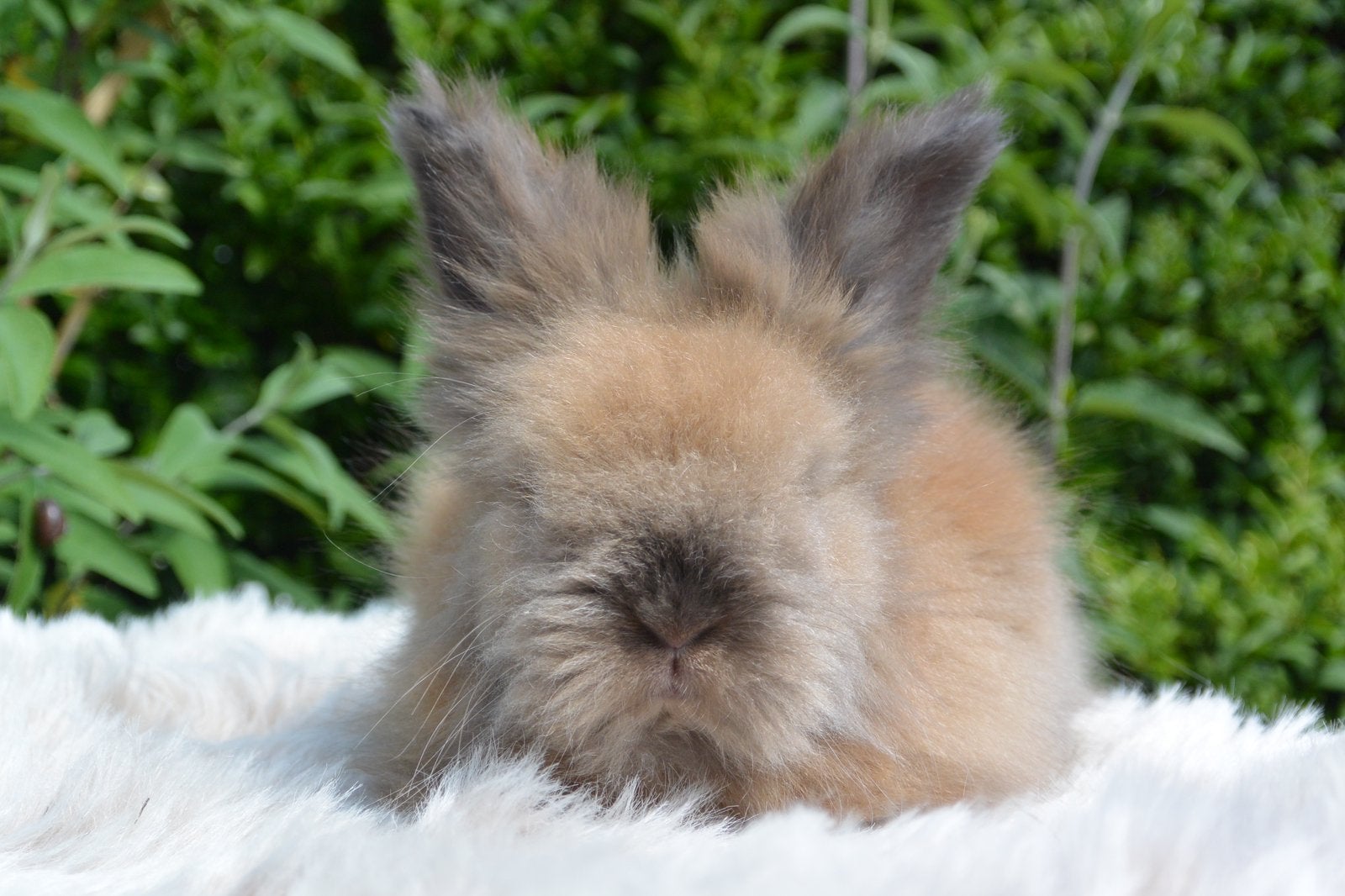 Prachtig raszuiver engels angora voedstertje, Dieren en Toebehoren, Vrouwelijk, Middelgroot, 0 tot 2 jaar