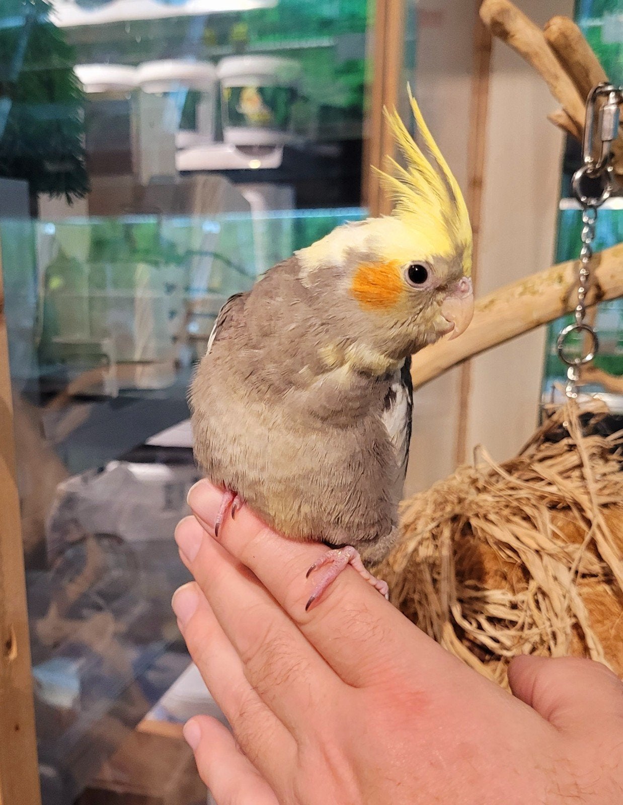 Valkparkieten super super lief en super tam, Meerdere dieren, Parkiet, Tam