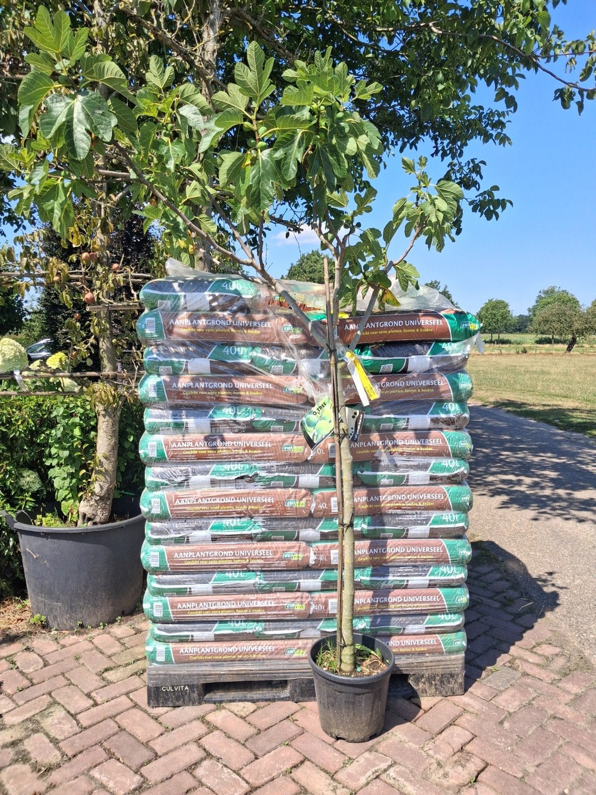 Ficus Carica Vijgenboom - 120cm Halfstam in pot, Tuin en Terras, Lente, In pot, Ophalen of Verzenden, 100 tot 250 cm