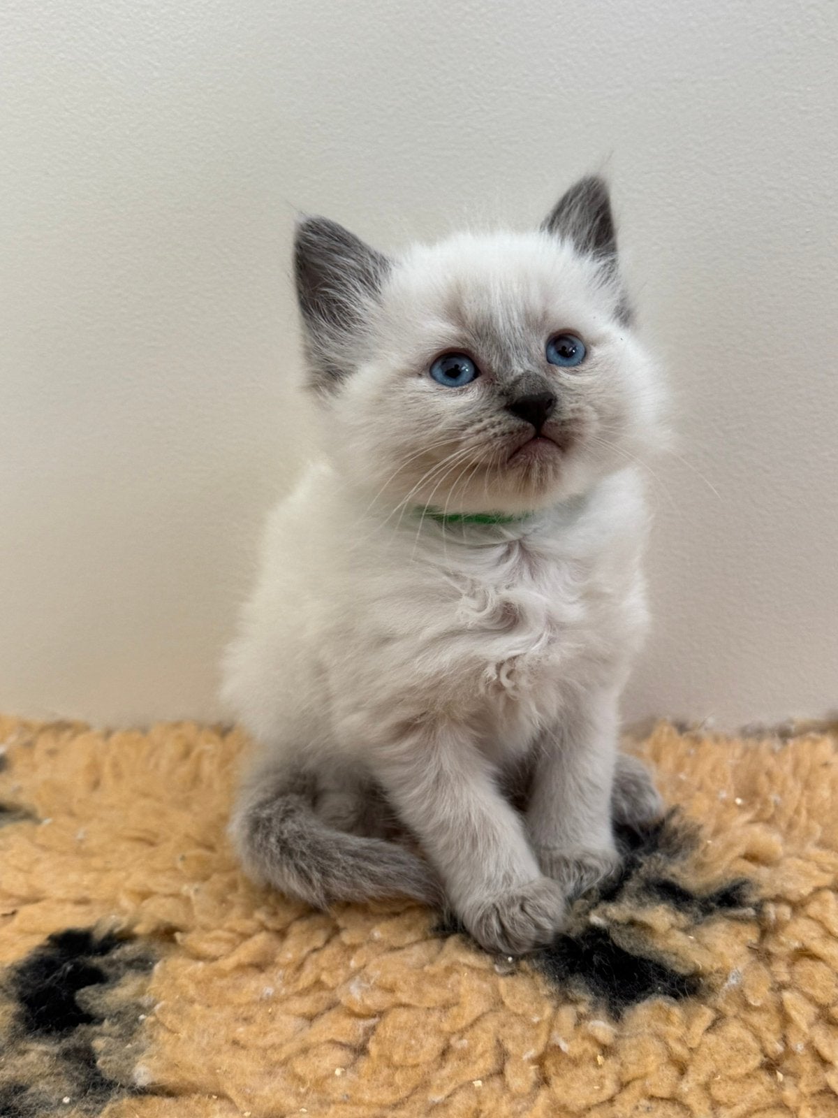 Aanhankelijke Nebelung x Ragdoll kitten 1 katertje, Dieren en Toebehoren, Meerdere dieren, Gechipt, 0 tot 2 jaar