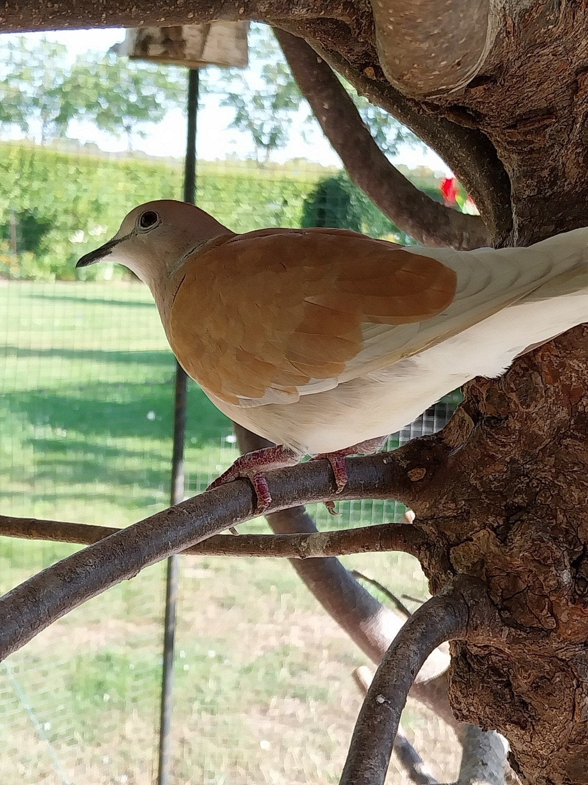 tortelduif, Dieren en Toebehoren, Vogels | Duiven, Vrouwelijk