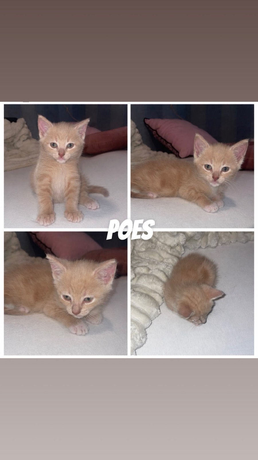 Mooie kittens, Dieren en Toebehoren, Meerdere dieren, Kortharig, 0 tot 2 jaar