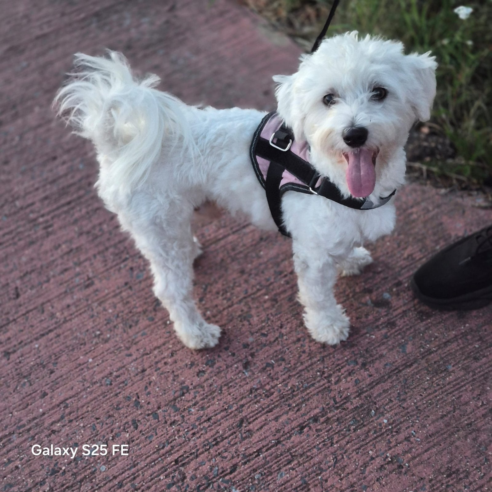 Maltezer, Dieren en Toebehoren, Honden | Niet-rashonden, Reu, 1 tot 2 jaar, Parvo, Eén hond