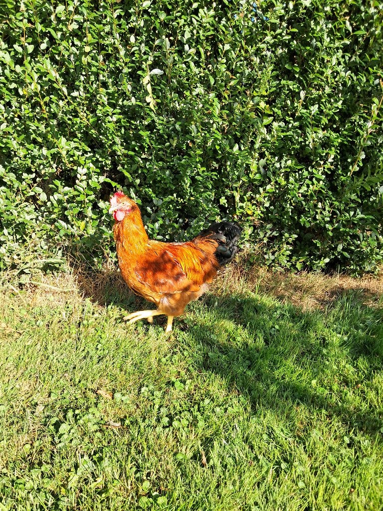 Haan, Dieren en Toebehoren, Mannelijk, Kip