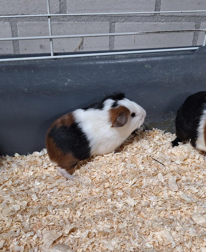 Nog 1 cavia beertje, Dieren en Toebehoren, Knaagdieren, April, Mannelijk, Cavia