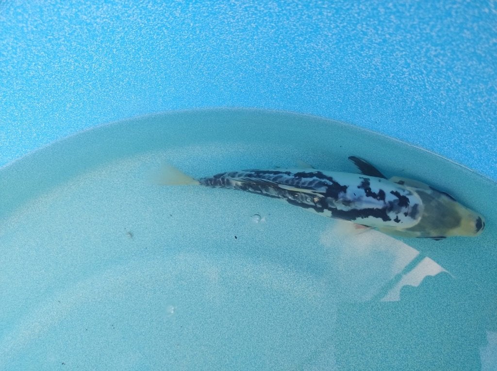 Koi Kumonryu 28cm, Karper of Koi