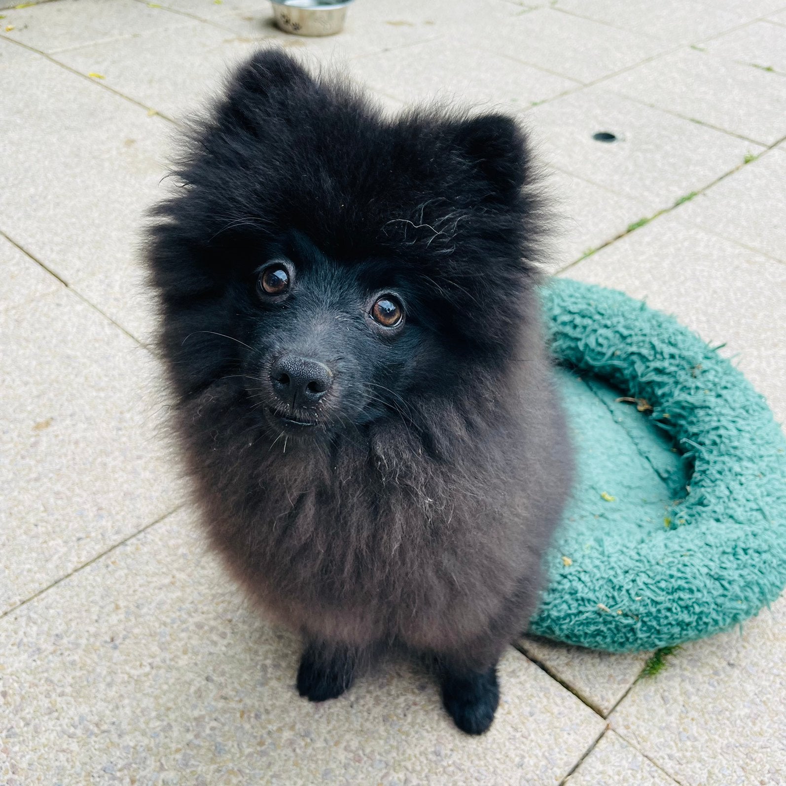 Nog 1 Prachtige pomeriaan/dwergkees pup.💙, Dieren en Toebehoren, Honden | Chihuahua's en Gezelschapshonden, 15 weken tot 1 jaar