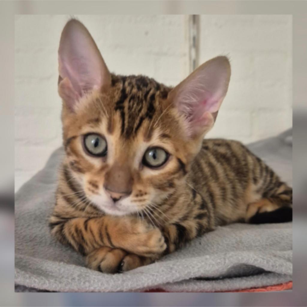 Toyger kittens beschikbaar met stamboom., Dieren en Toebehoren, Katten en Kittens | Raskatten | Korthaar, Meerdere dieren, Met stamboom