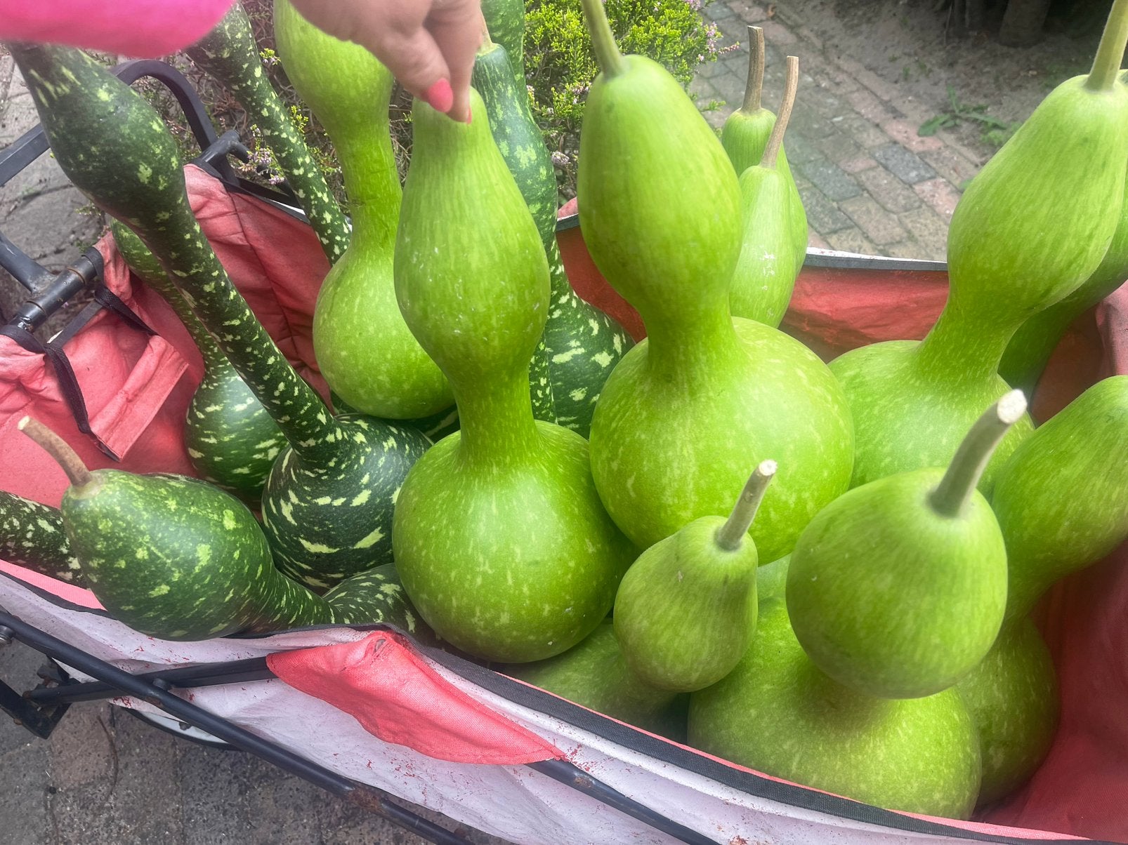 Biologische Pompoenen, Huis en Inrichting, Ophalen of Verzenden