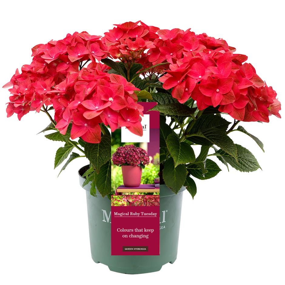 Hydrangea magical Ruby Teusday, Ophalen, Overige soorten, Halfschaduw