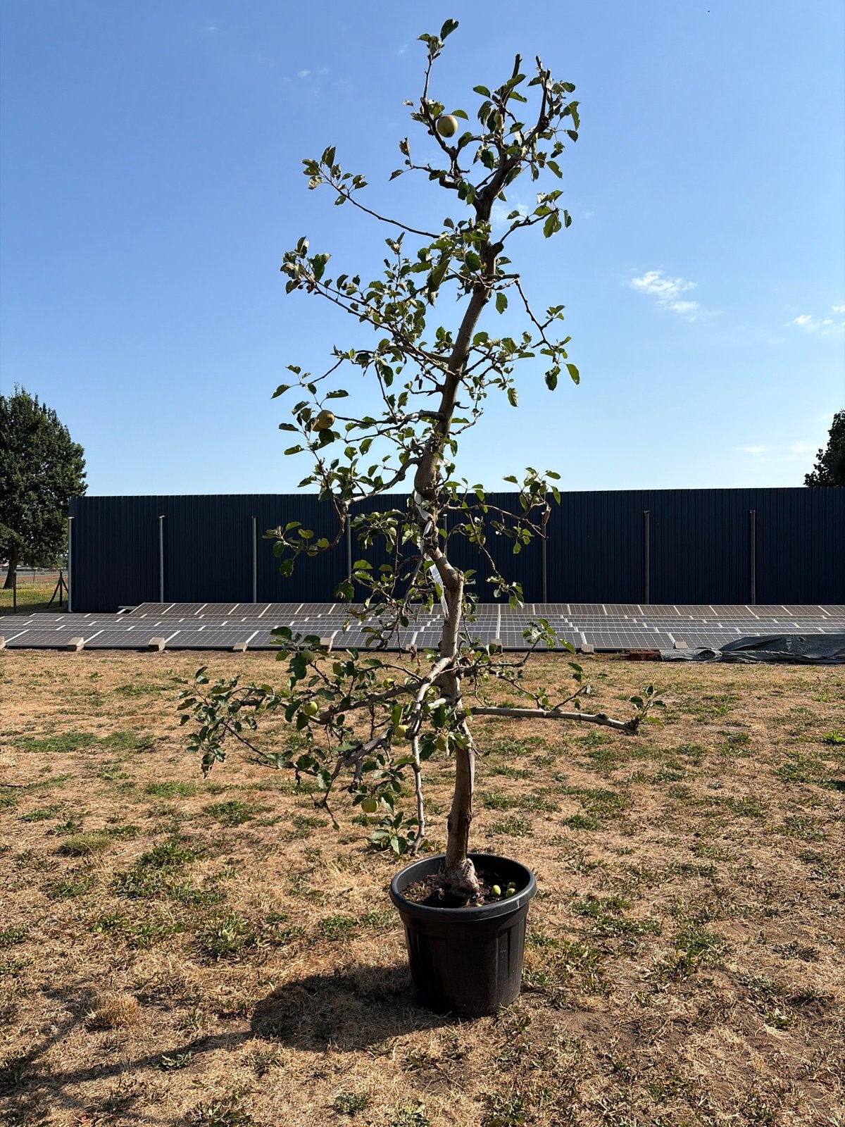 Appelboom in pot - Jonagold, Tuin en Terras, Planten | Fruitbomen, Ophalen, Lente, Volle zon, In pot