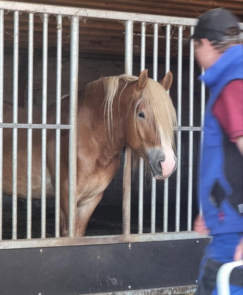Rheinisch Deutsches Kaltblut (Trekpaard), Dieren en Toebehoren, Paarden, Met stamboom, Hengst, 3 tot 6 jaar, Onbeleerd