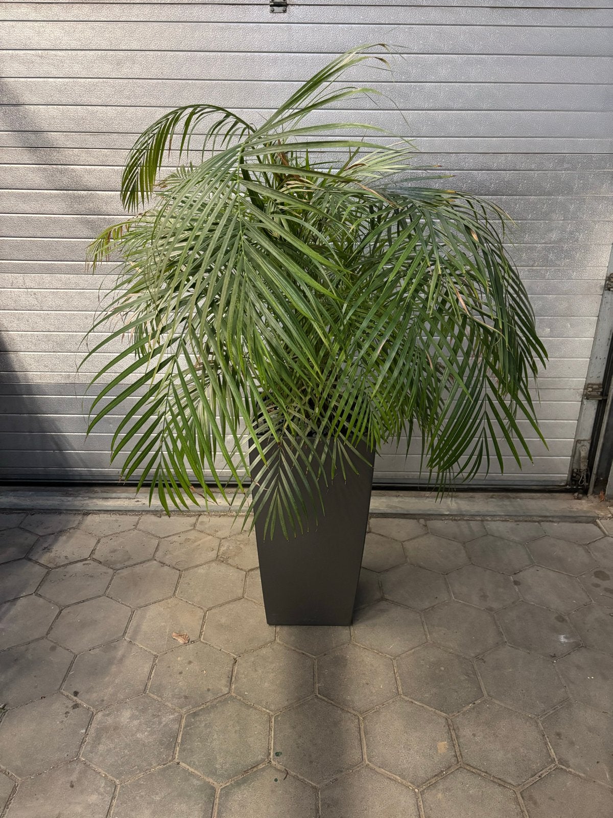 3 Hydrocultuur planten met potten, 120-175cm, Ophalen, Palm, Halfschaduw, In pot