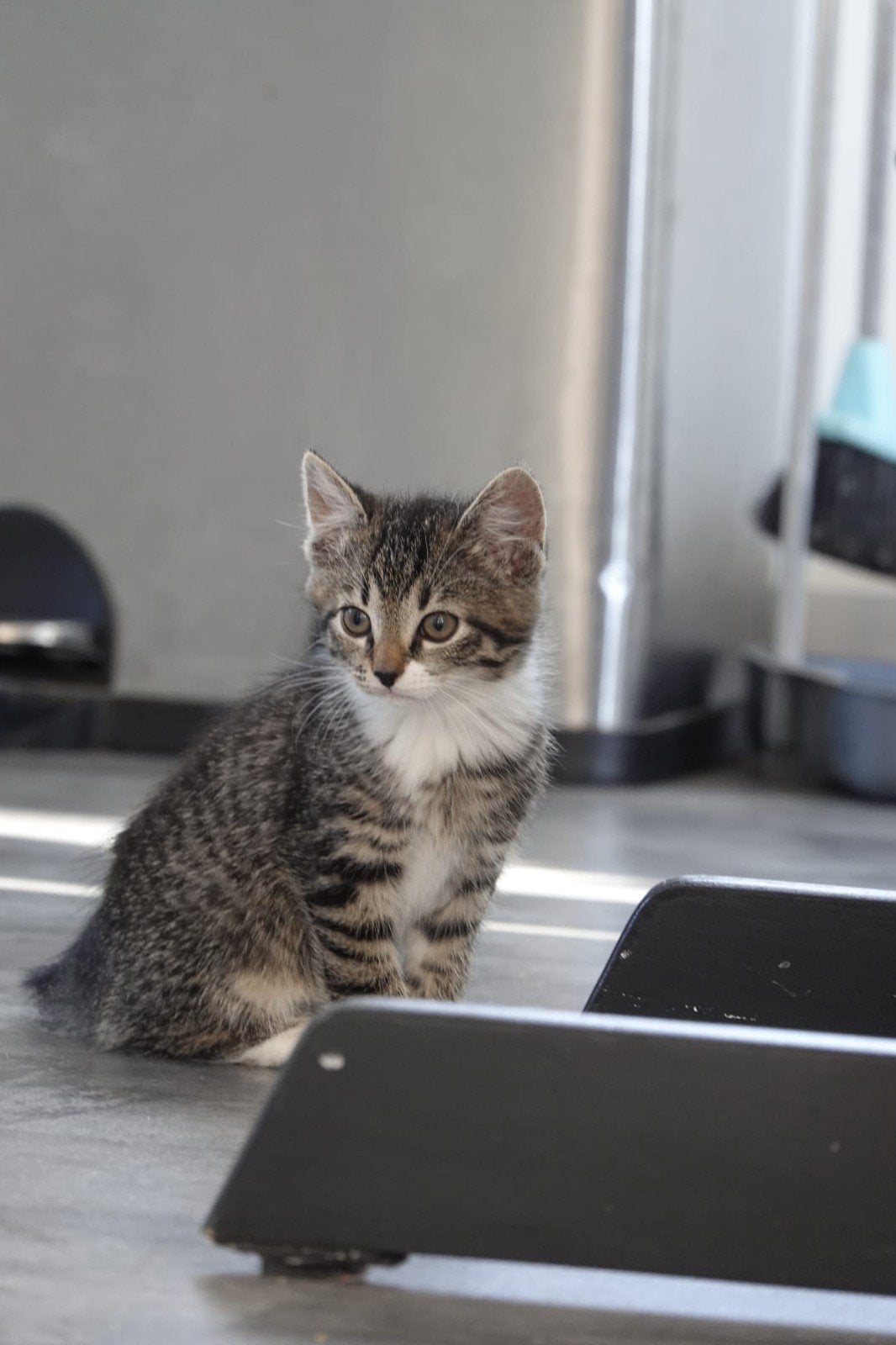 Kittens, Dieren en Toebehoren, Meerdere dieren