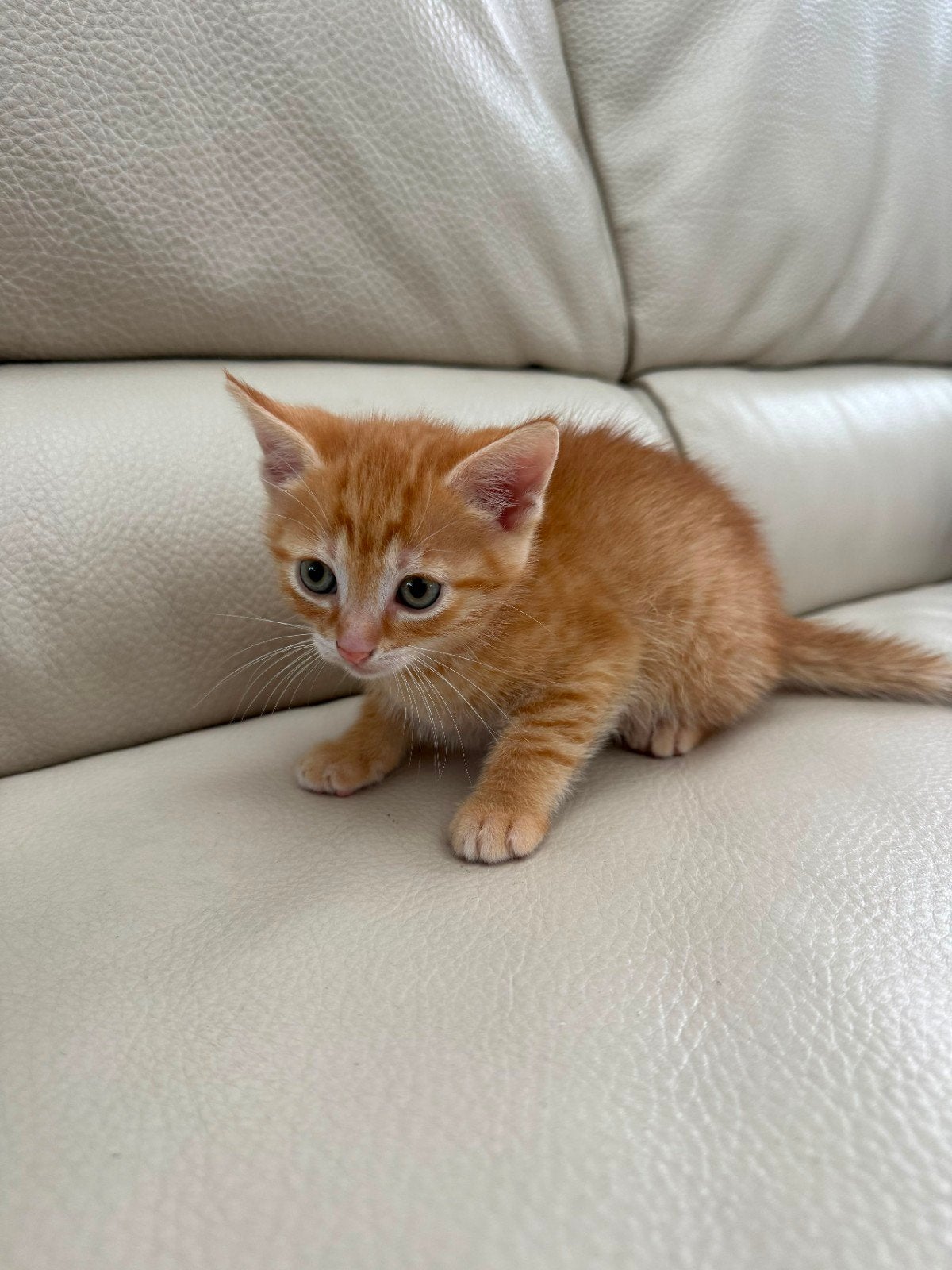 Lieve kitten en moederpoes