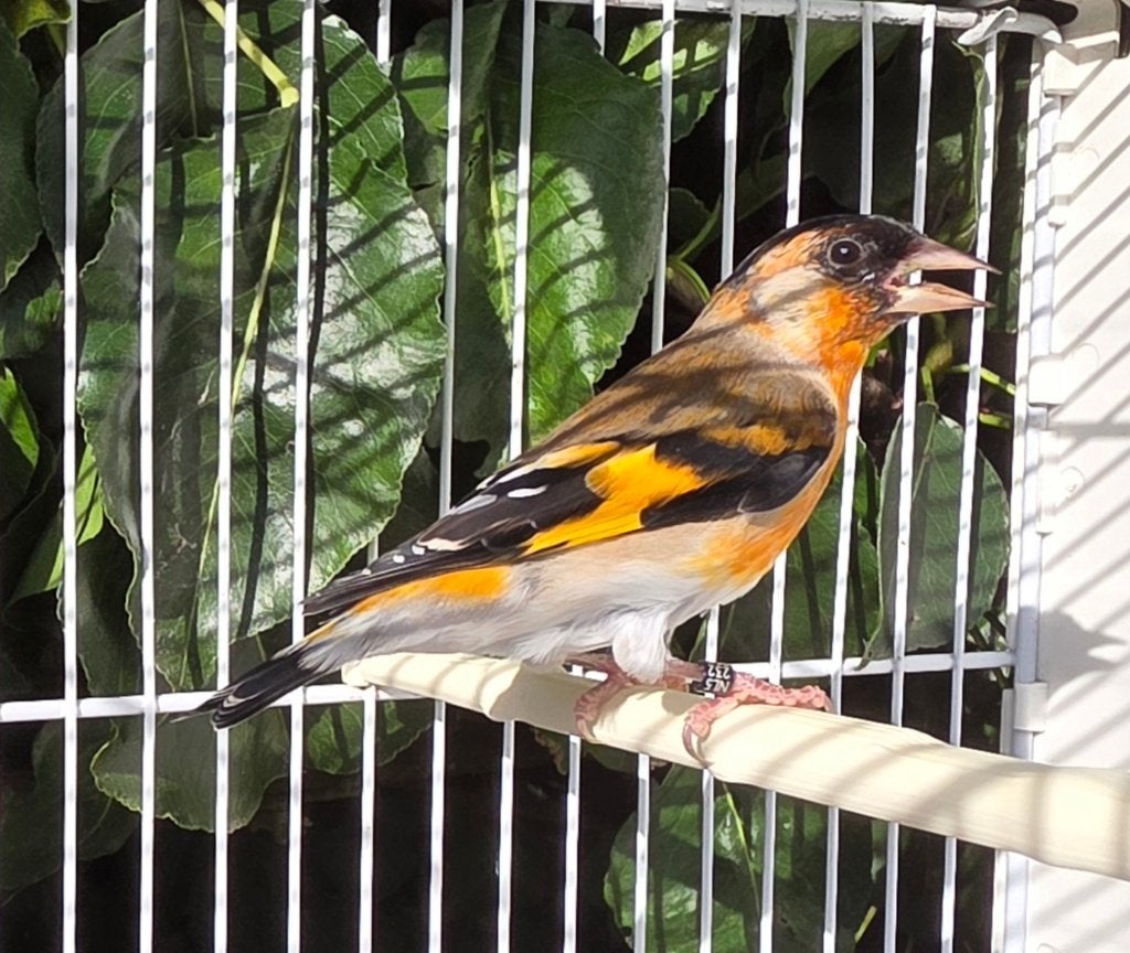 Kapoetsensijs x Putter, Mannelijk, Wildzangvogel, Geringd
