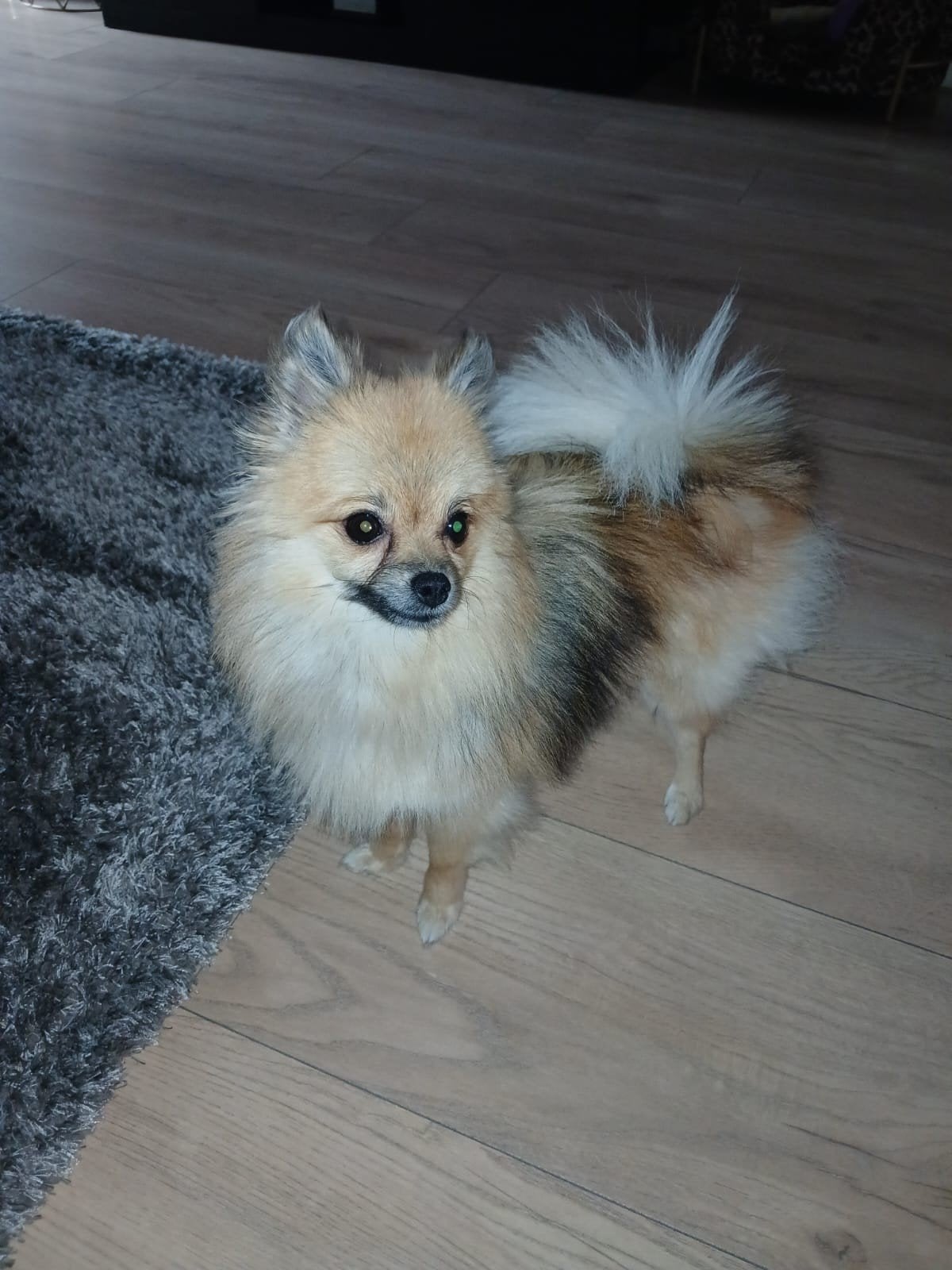 pomeriaan 10 maand oud, Dieren en Toebehoren, Honden | Poolhonden, Keeshonden en Oertypen, 15 weken tot 1 jaar, Overige rassen