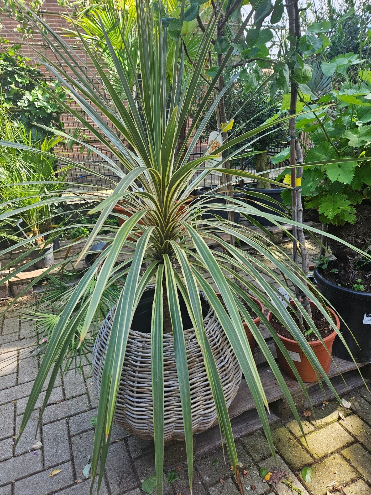 Palmen, Europese dwergpalm, trachycarpus & Rostrata, Ophalen of Verzenden, Overige soorten, Volle zon