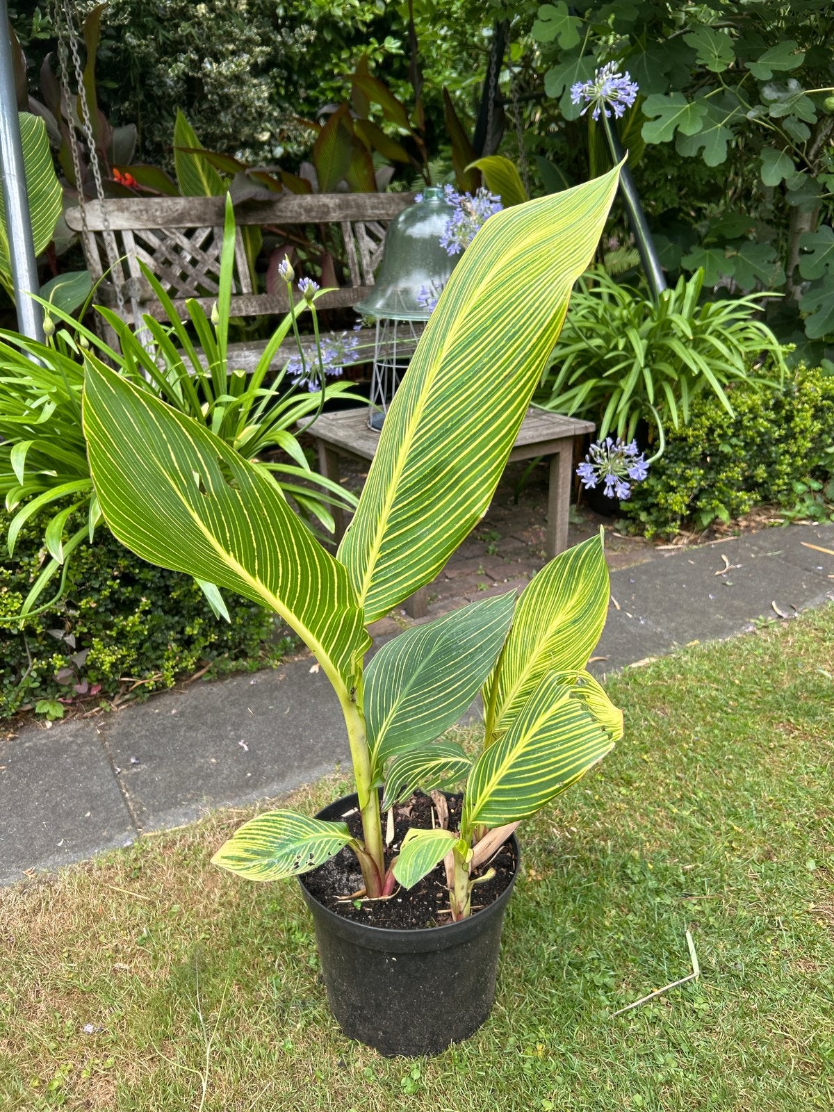 Canna 'Pretoria' (Bengal Tiger) - Geelgroen gestreept, Volle zon, Vaste plant, Zomer, Ophalen