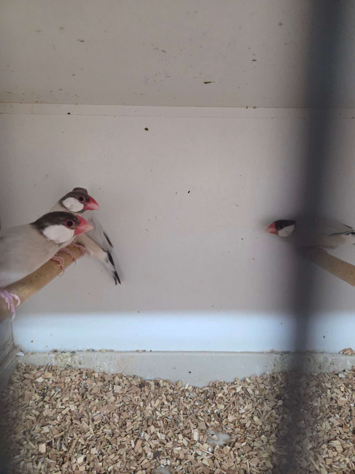 rijst vogels, Dieren en Toebehoren, Meerdere dieren